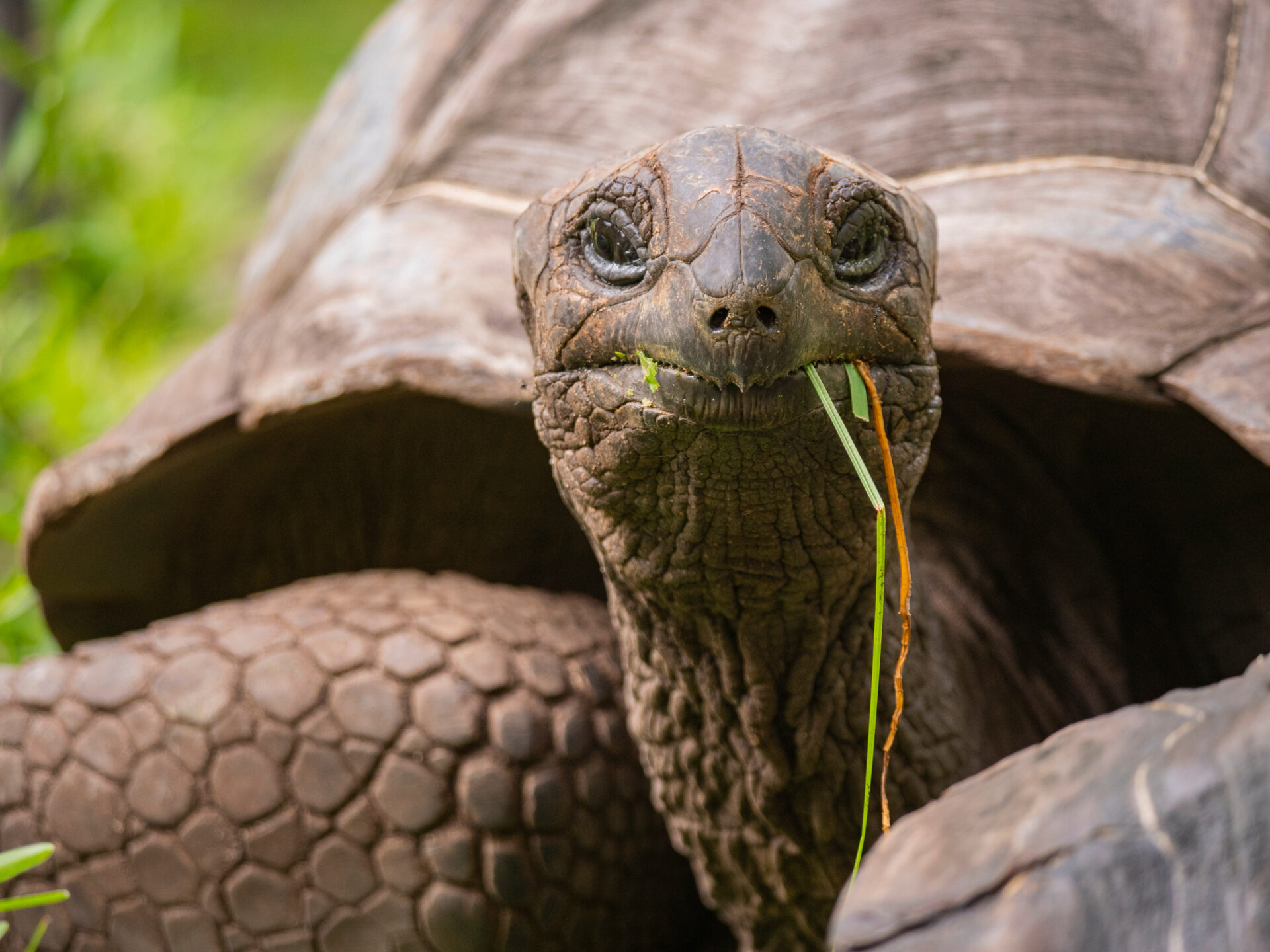 Riesenschildkröte