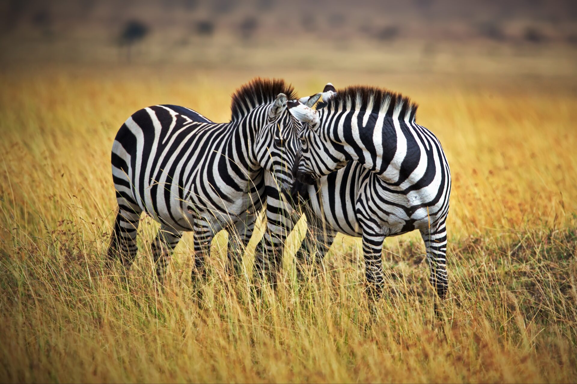 Zebras in der Masai Mara