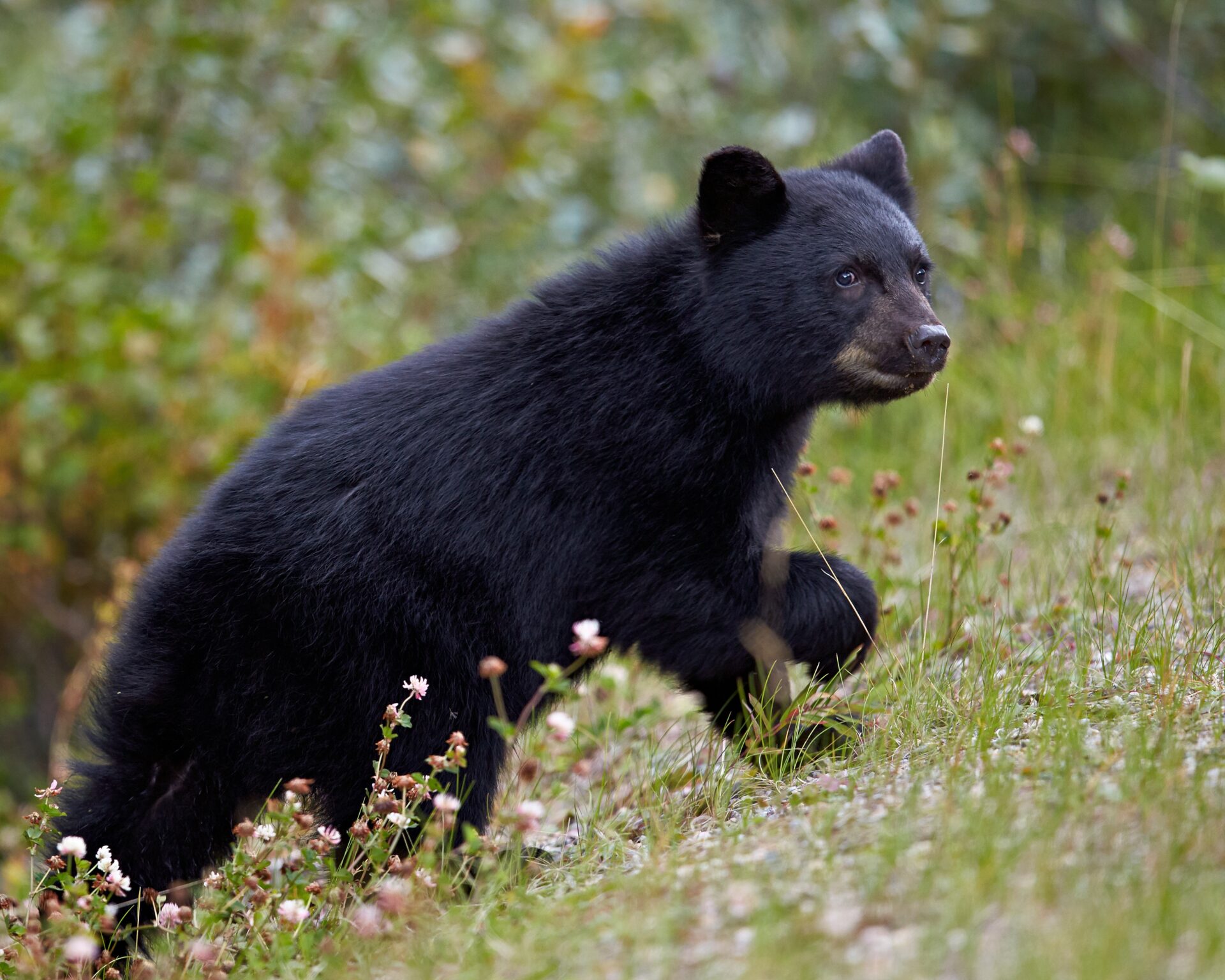 Schwarzbär