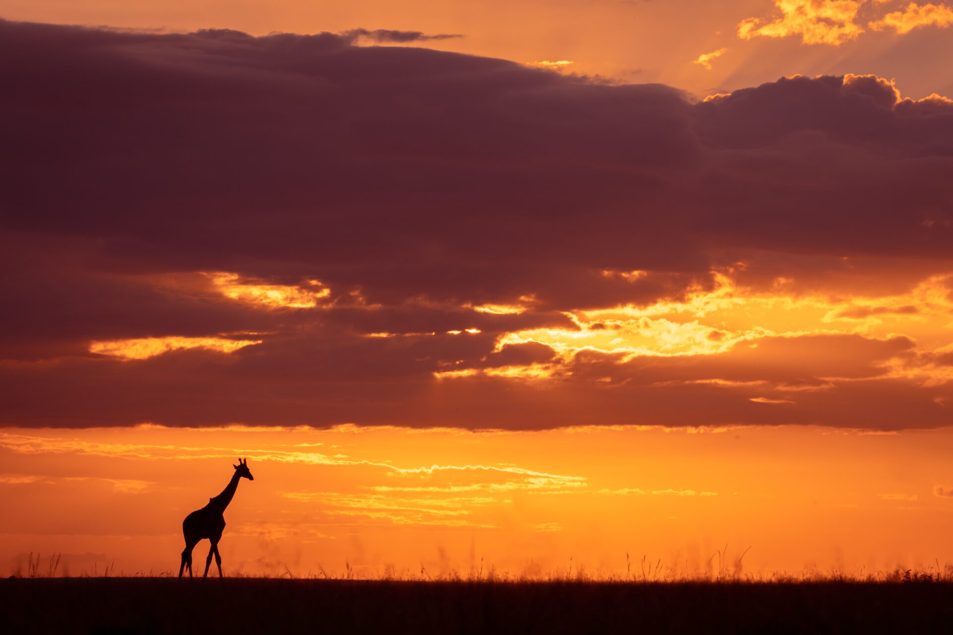 Giraffe im Sonnenuntergang