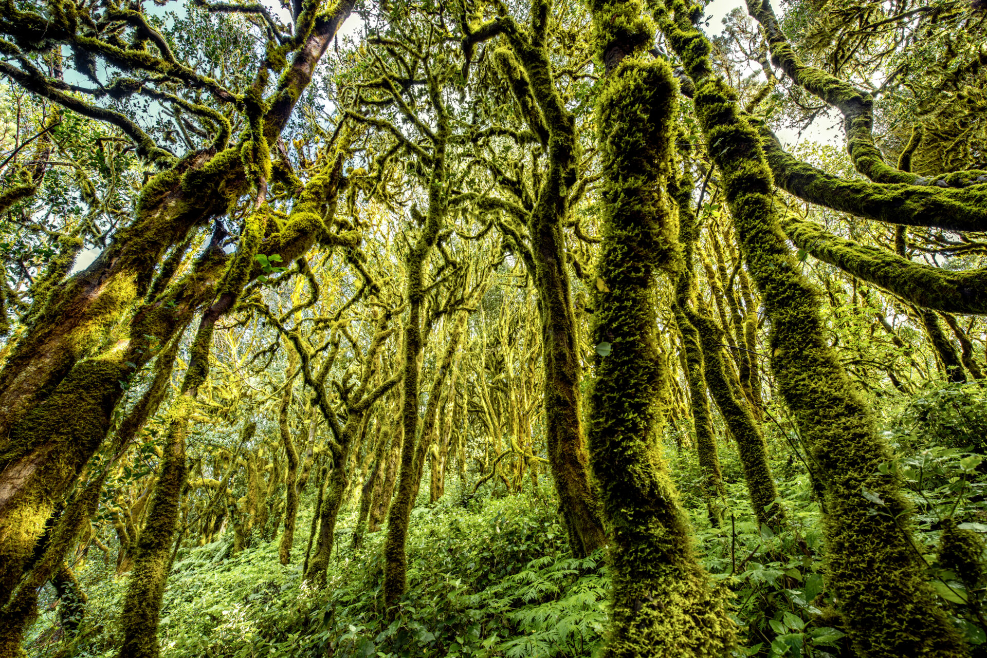 Nationalpark Garajonay auf La Gomera