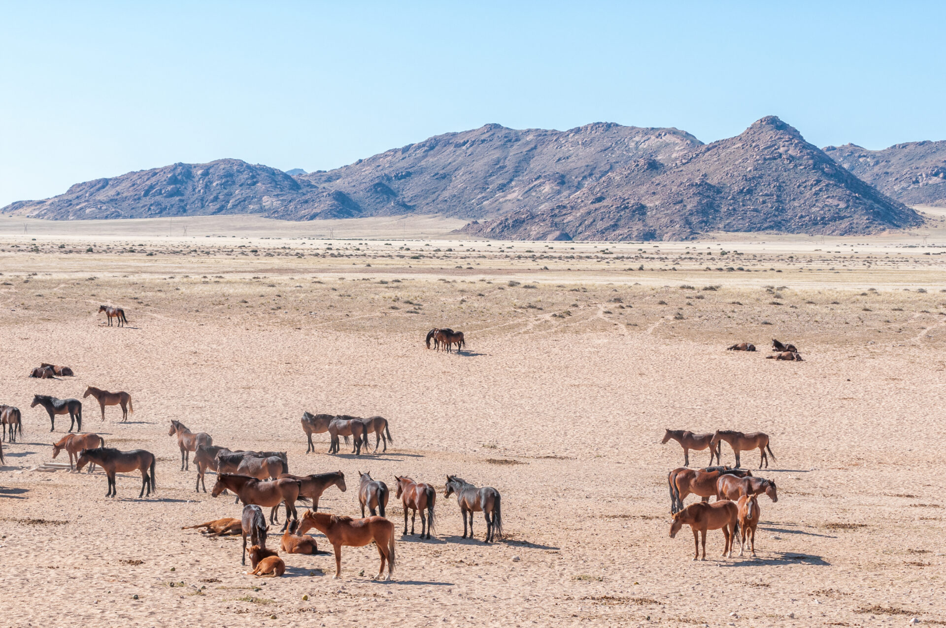 Wilde Pferde in der Namib